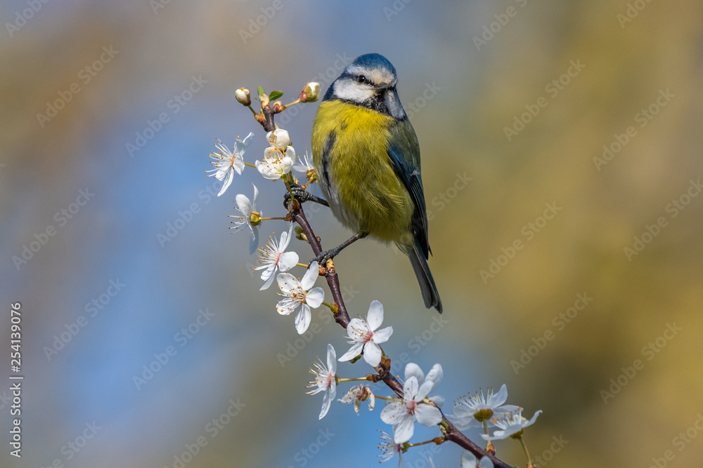 Blue tit (Parus caeruleus) on blackthorn blossom in beautiful sunny day.