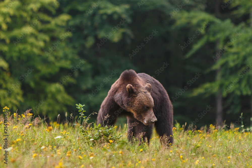 Carpathian brown bear in a forest meadow Carpathian brown bear in a forest meadow