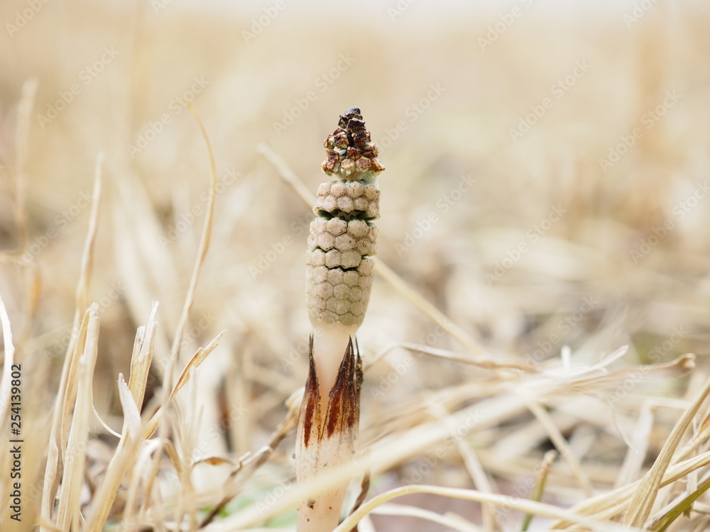 Obraz premium horsetail