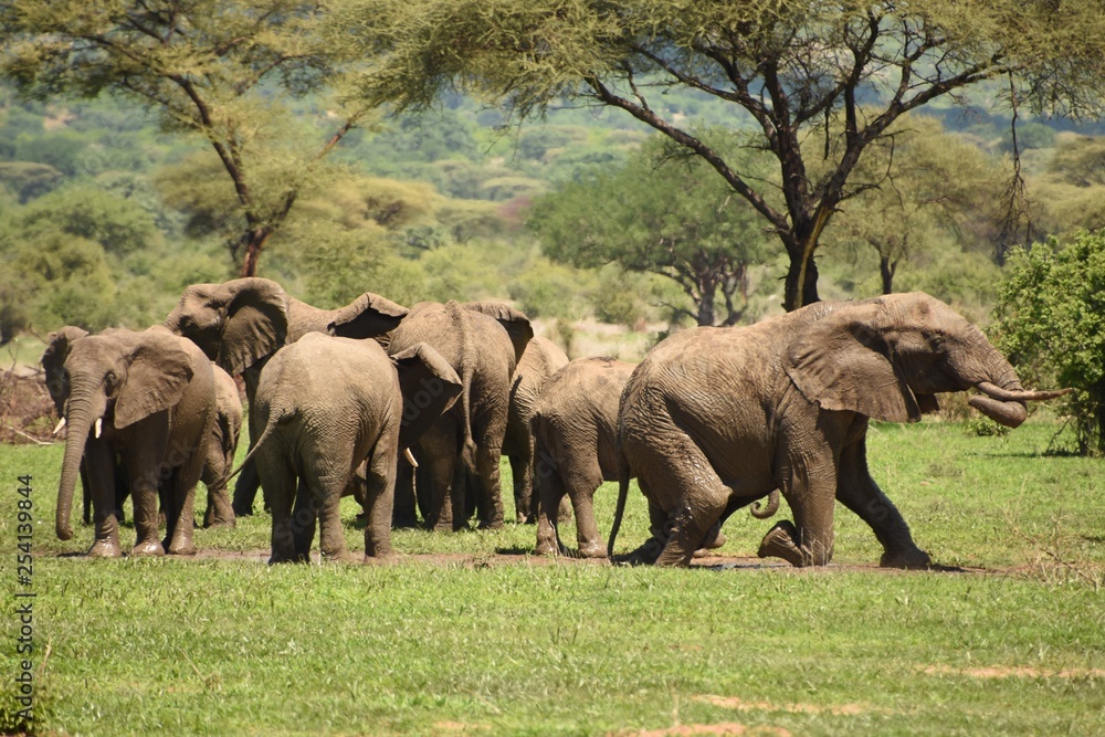 Manada de elefantes de frente y de espaldas enfangados en la sabana del Parque Nacional de Ruaha en Tanzania, Africa del Este