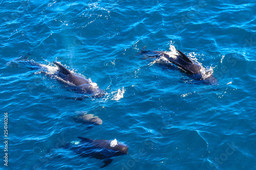 Long-Finned Pilot Whales in the Southern Atlantic Ocean © Goldilock Project