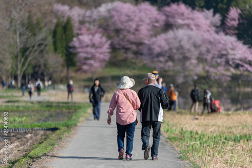 桜を見る老夫婦