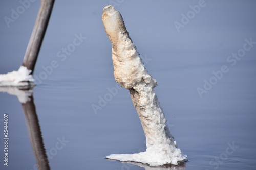 Tronco de cubierto de sal reflejándose en las aguas del Lago Rosa, Lac Retba al norte de Senegal en África.