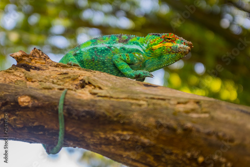 Chameleon sitting on a branch. Madagascar
