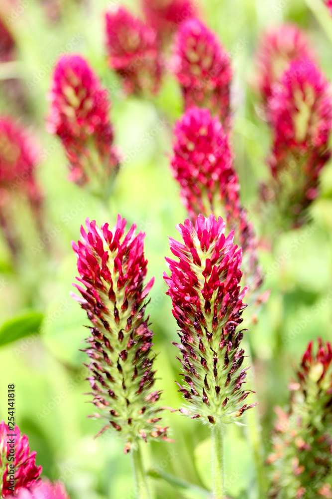 Crimson clover or Italian clover (Trifolium incarnatum) growing in the field for cattle food Crimson clover or Italian clover (Trifolium incarnatum) growing in the field for cattle food