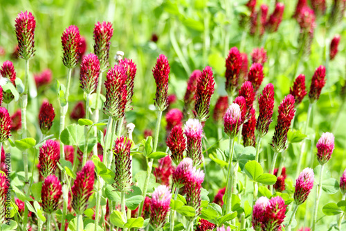Crimson clover or Italian clover (Trifolium incarnatum) growing in the field for cattle food photo