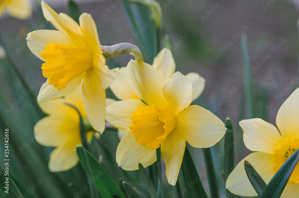 Obraz premium It's spring. Flowers yellow daffodils in the flower bed.