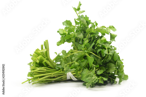Photography Freshly picked organic watercress