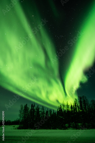 Northern lights  Aurora borealis  with starry sky above forest  Yellowknife  Canada