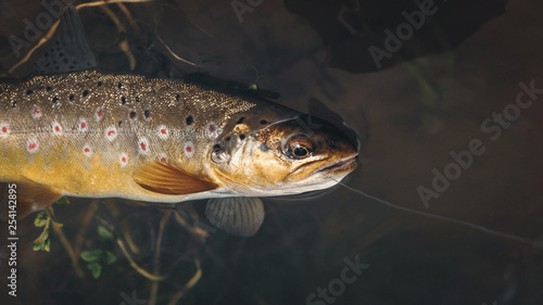 Fototapeta Naklejka Na Ścianę i Meble -  Trout caught on a bait.