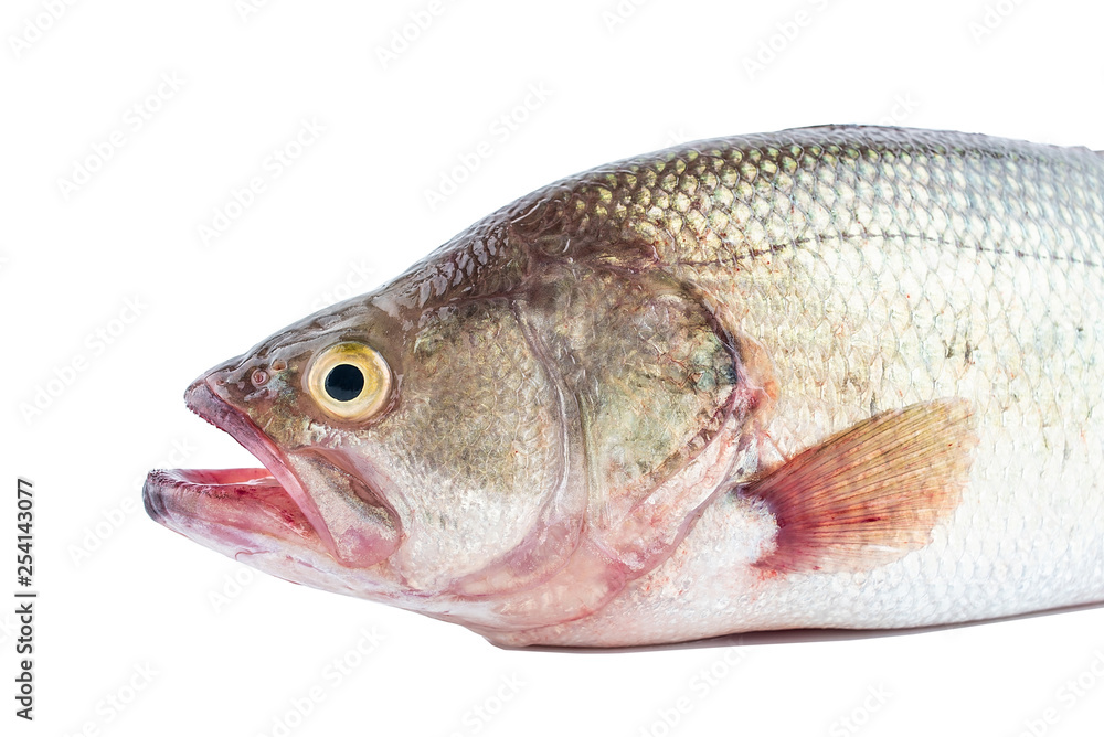 One mouth open squid on white background One mouth open squid on white background