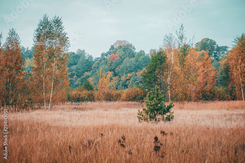 Yellow foliage on the autumn tree. © Виталий Волосевич