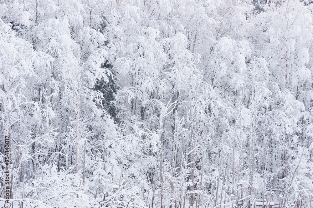 Snow covered trees in winter close up, texture