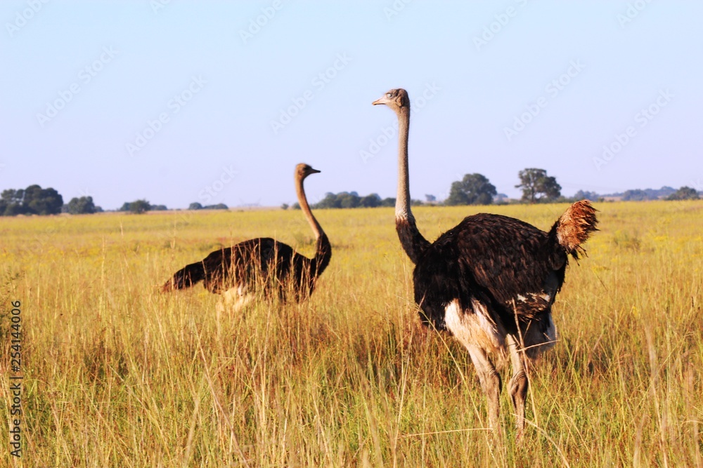 Fototapeta premium Ostrich (male)