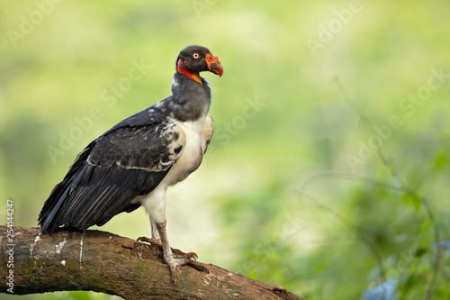 King vulture (Sarcoramphus papa) is a large bird found in Central and South America. © Milan