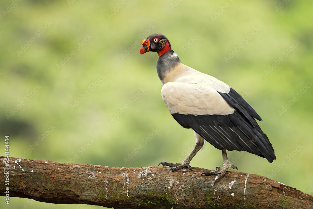 King vulture (Sarcoramphus papa) is a large bird found in Central and South America. King vulture (Sarcoramphus papa) is a large bird found in Central and South America.