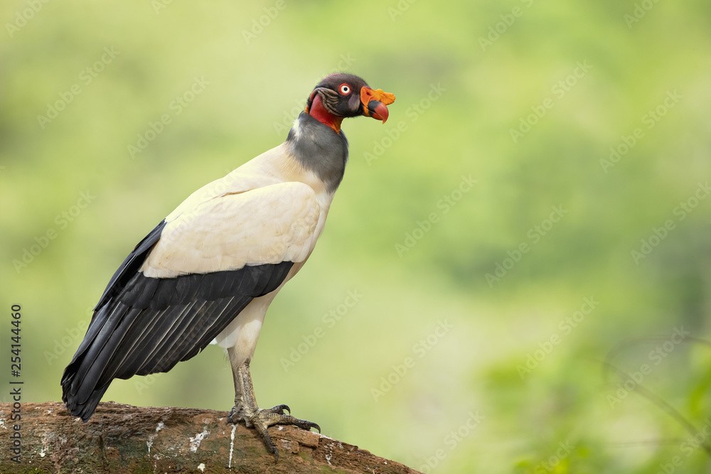 King vulture (Sarcoramphus papa) is a large bird found in Central and South America. King vulture (Sarcoramphus papa) is a large bird found in Central and South America.
