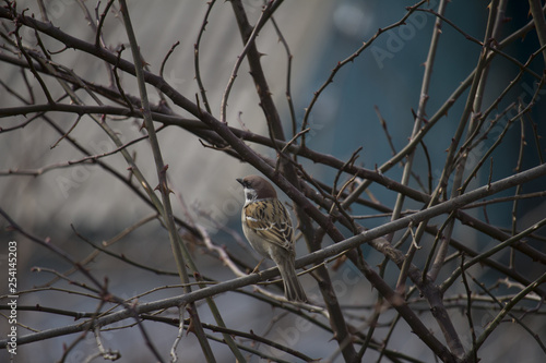 sparrow on dry branches