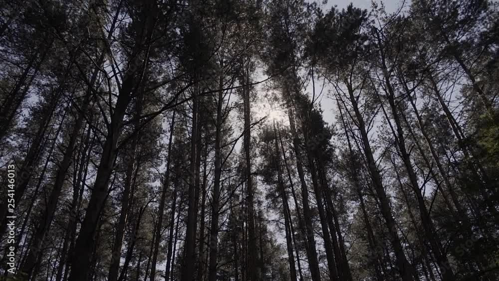 Sun Shining Sunbeams Through Branches And Leaves Of Trees In Pine Forest.Sunbeams Through Wood Leaves in Motion. Sun Peaking Through Branches.Sun rays in pine forest steadycam move Sun Shining Sunbeams Through Branches And Leaves Of Trees In Pine Forest.Sunbeams Through Wood Leaves in Motion. Sun Peaking Through Branches.Sun rays in pine forest steadycam move