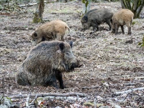 Wildschweine im Wald