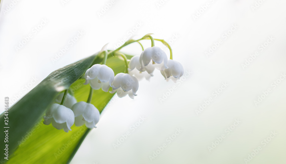 Banner.Beautiful flower of white Lily of the valley blooms in the field against the bright sky. Horizontal macro photography Banner.Beautiful flower of white Lily of the valley blooms in the field against the bright sky. Horizontal macro photography