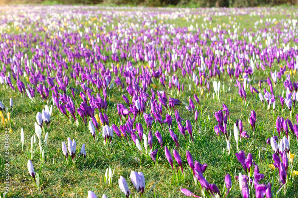 Selective focus of beautiful blooming crocus flowers in a park. Delightful, deep purple, yellow, white and delicate stripes brilliantly colours. Crocuses venus announce spring in sunshine morning. Selective focus of beautiful blooming crocus flowers in a park. Delightful, deep purple, yellow, white and delicate stripes brilliantly colours. Crocuses venus announce spring in sunshine morning.