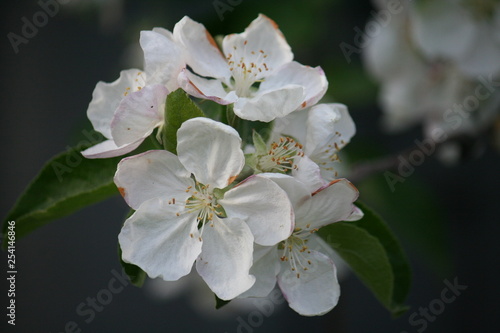 macro flowers