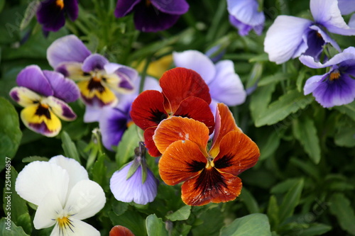 macro flowers