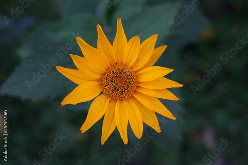 macro flowers
