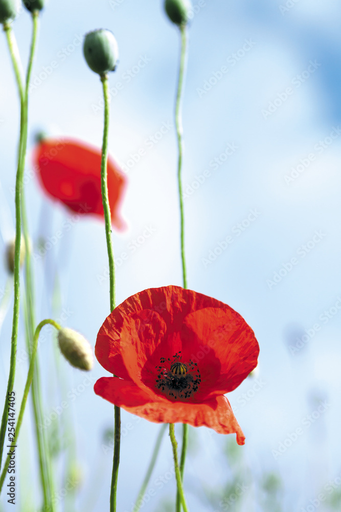 Naklejka premium COQUELICOT