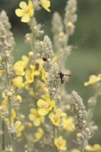 macro flowers