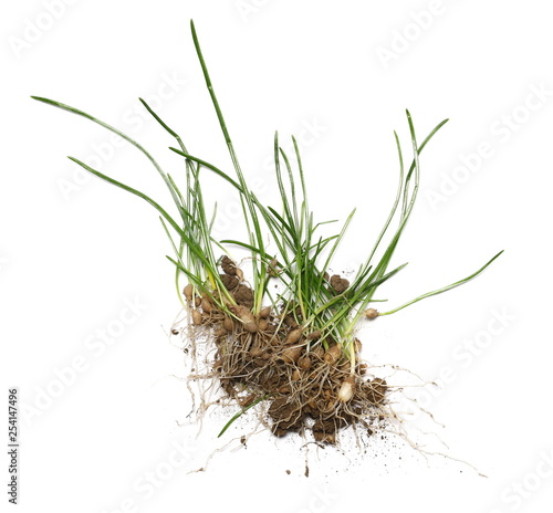 Green grass, stem with root isolated on white background, clipping path