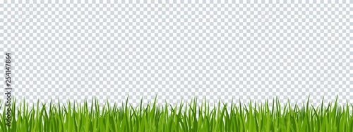 Green grass border on transparent background. Template for summer cards.