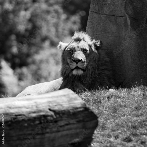 Fototapeta Naklejka Na Ścianę i Meble -  Le roi lion