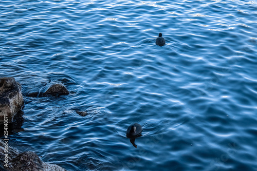 Ducks on the Sea