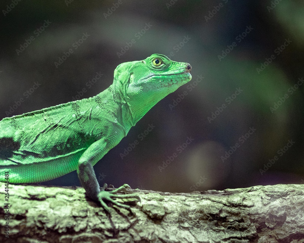 Fototapeta premium Gekko vert