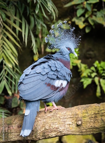 Pigeon à crête