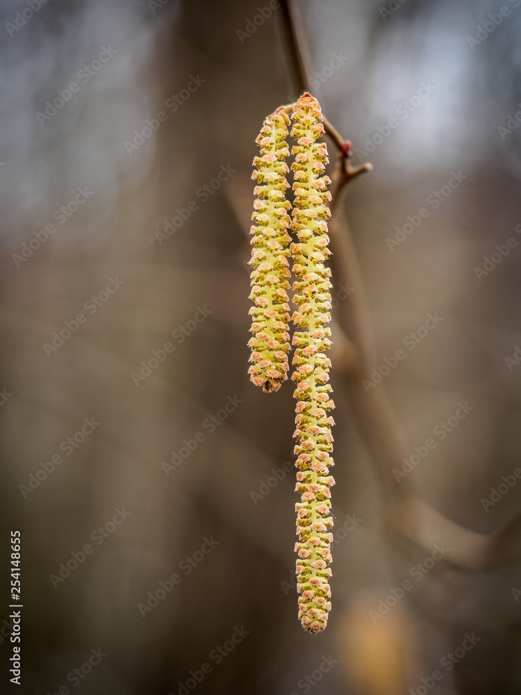 Close up of allergy causing hazel pollen in spring Close up of allergy causing hazel pollen in spring