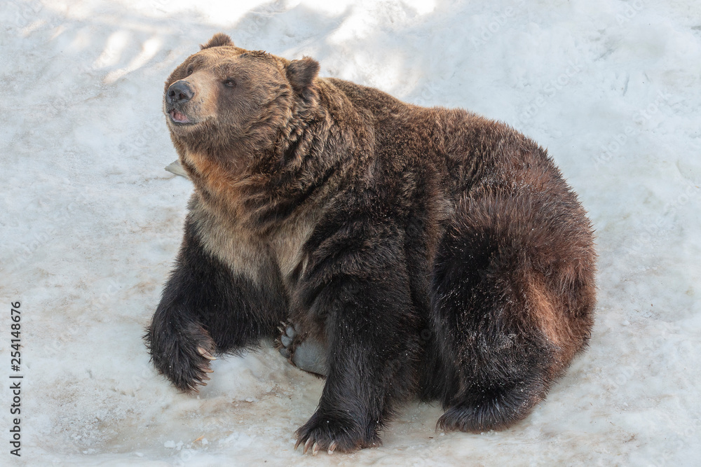 Obraz premium brown bear sitting on white snow