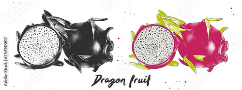 Vector engraved style illustration for posters, decoration and print. Hand drawn sketch of dragon fruit in monochrome and colorful. Detailed vegetarian food drawing.