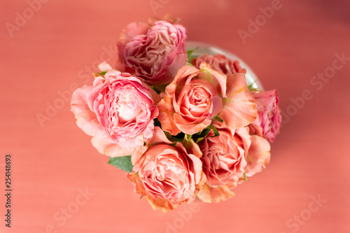 pink roses on pink background