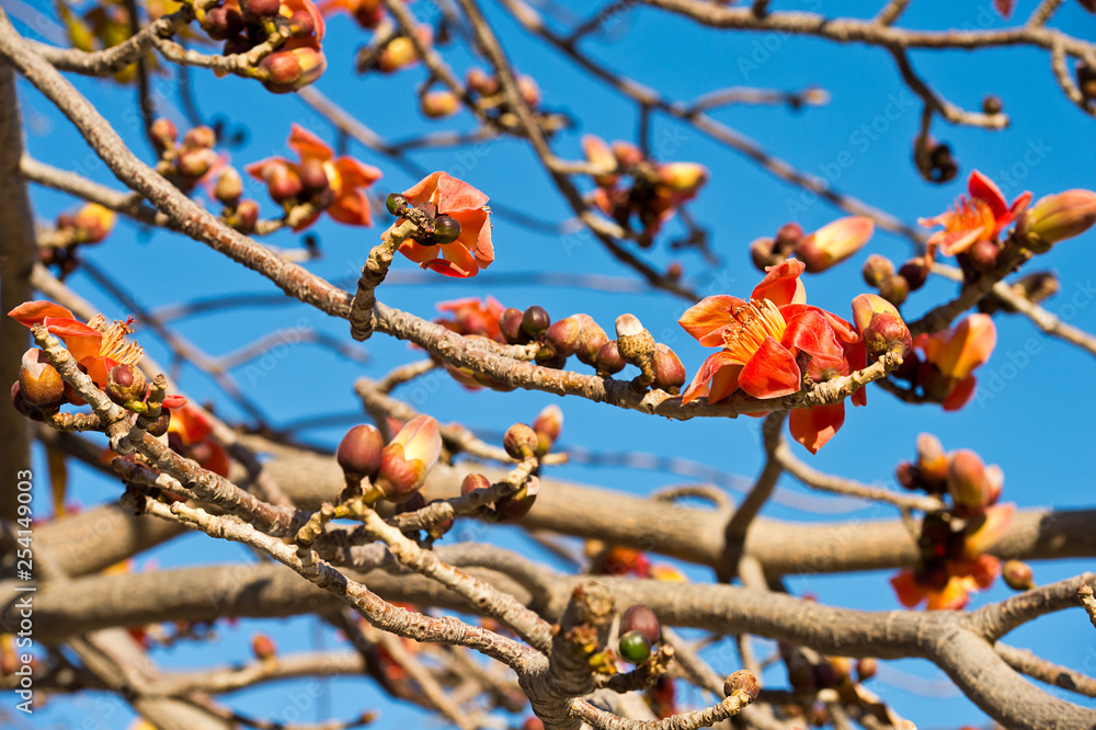 Bombax ceiba flower. Silk Cotton Flower. Bombax ceiba flower. Silk Cotton Flower.