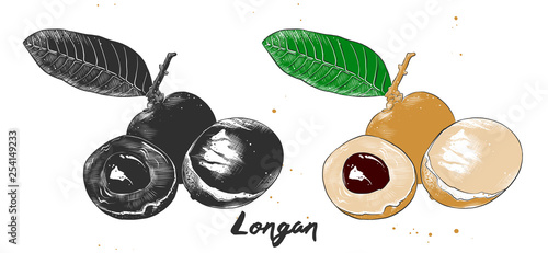 Vector engraved style illustration for posters, decoration, packaging and print. Hand drawn sketch of longan fruit in monochrome and colorful. Detailed vegetarian food drawing. photo