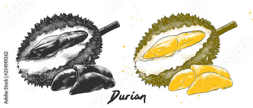 Vector engraved style illustration for posters, decoration and print. Hand drawn sketch of durian in monochrome and colorful. Detailed vegetarian food drawing. photo