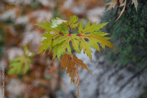 autumn leaves on tree