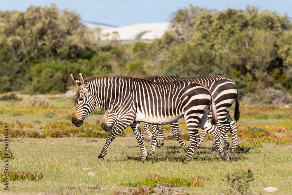 Naklejka premium Mountain Zebra, Equus zebra, in the De Hoop national reserve, South Africa