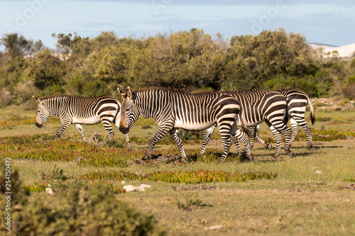 Mountain Zebra  Equus zebra  in the De Hoop national reserve  South Africa