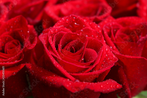 Fototapeta Naklejka Na Ścianę i Meble -  Close up of red roses and water drops.