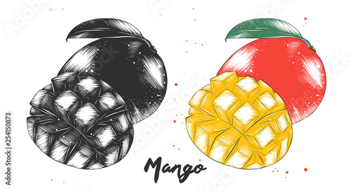 Vector engraved style illustration for posters, decoration, packaging and print. Hand drawn sketch of mango fruit in monochrome and colorful. Detailed vegetarian food drawing.