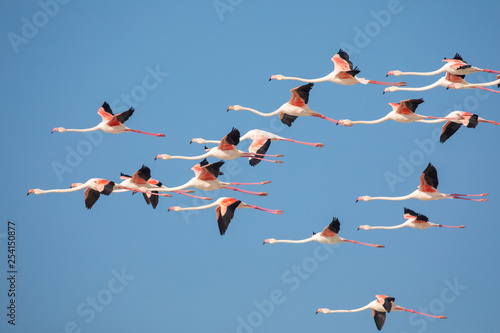 Flamingos in the De Mond coastal nature reserve, South Africa